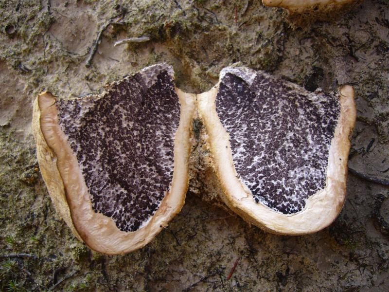 Scleroderma ?